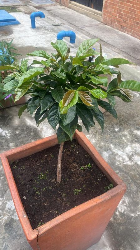 Espinaca
