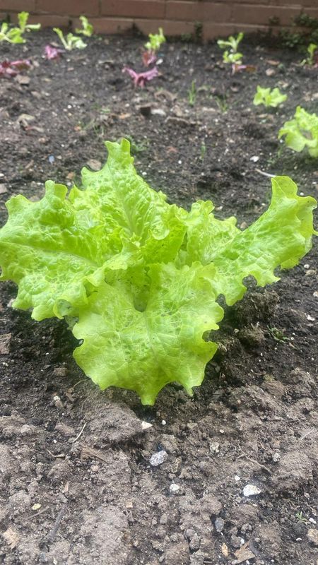 Lechuga crespa
