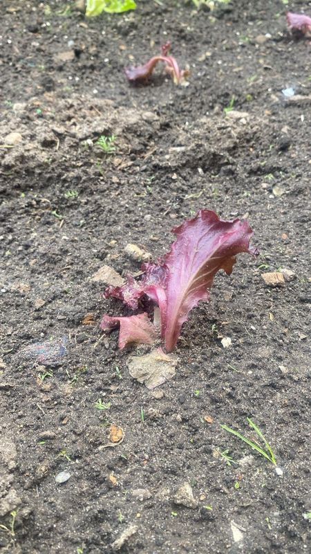 Lechuga morada