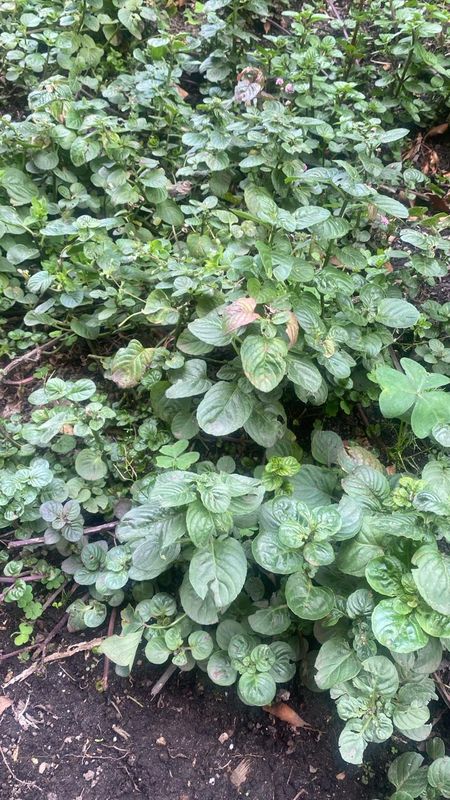 Menta