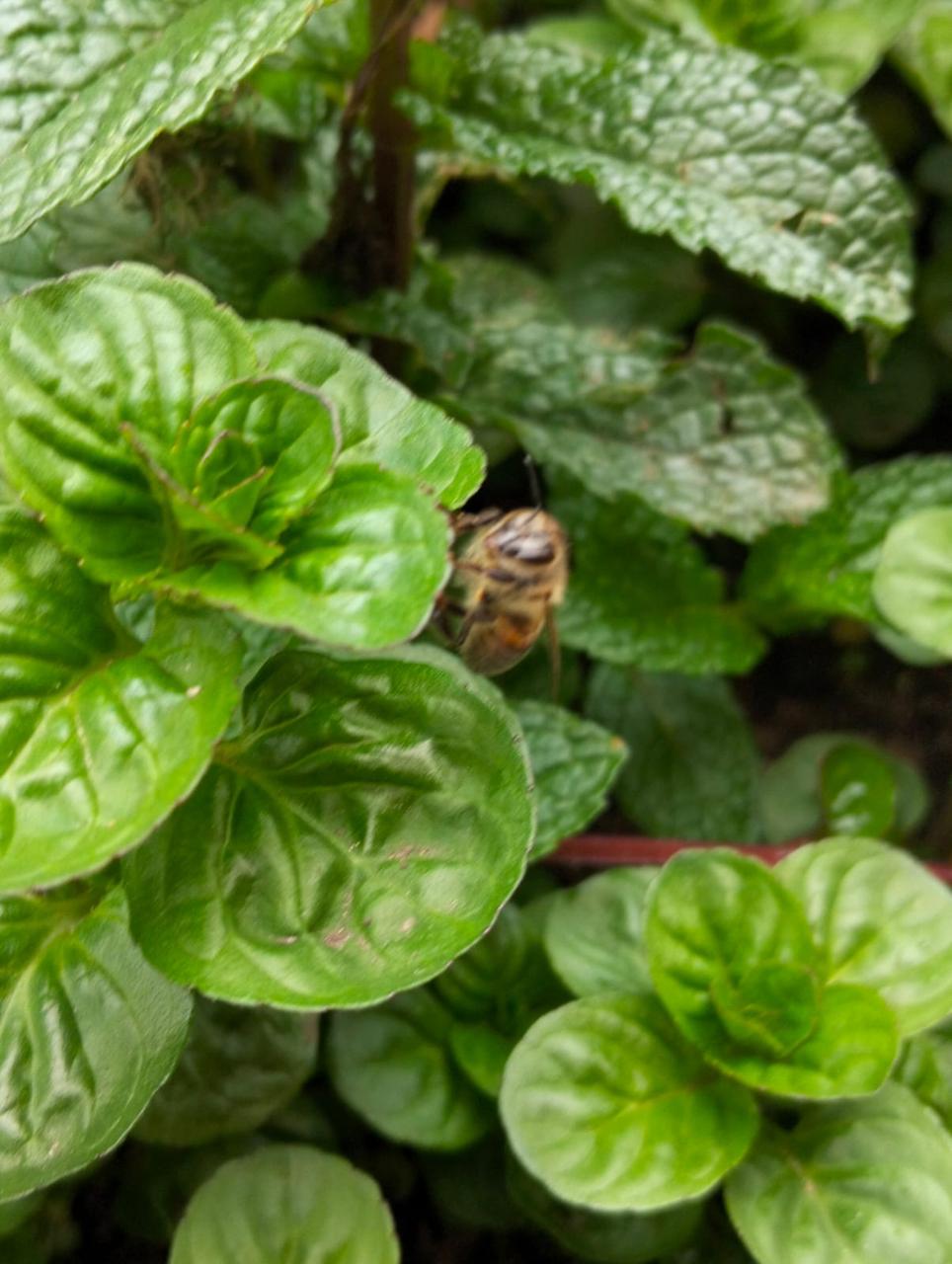 Foto de la huerta