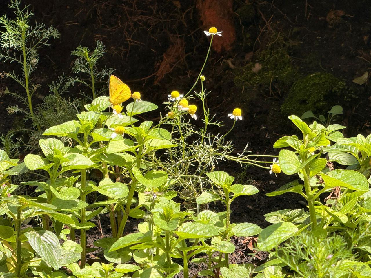 Foto de la huerta