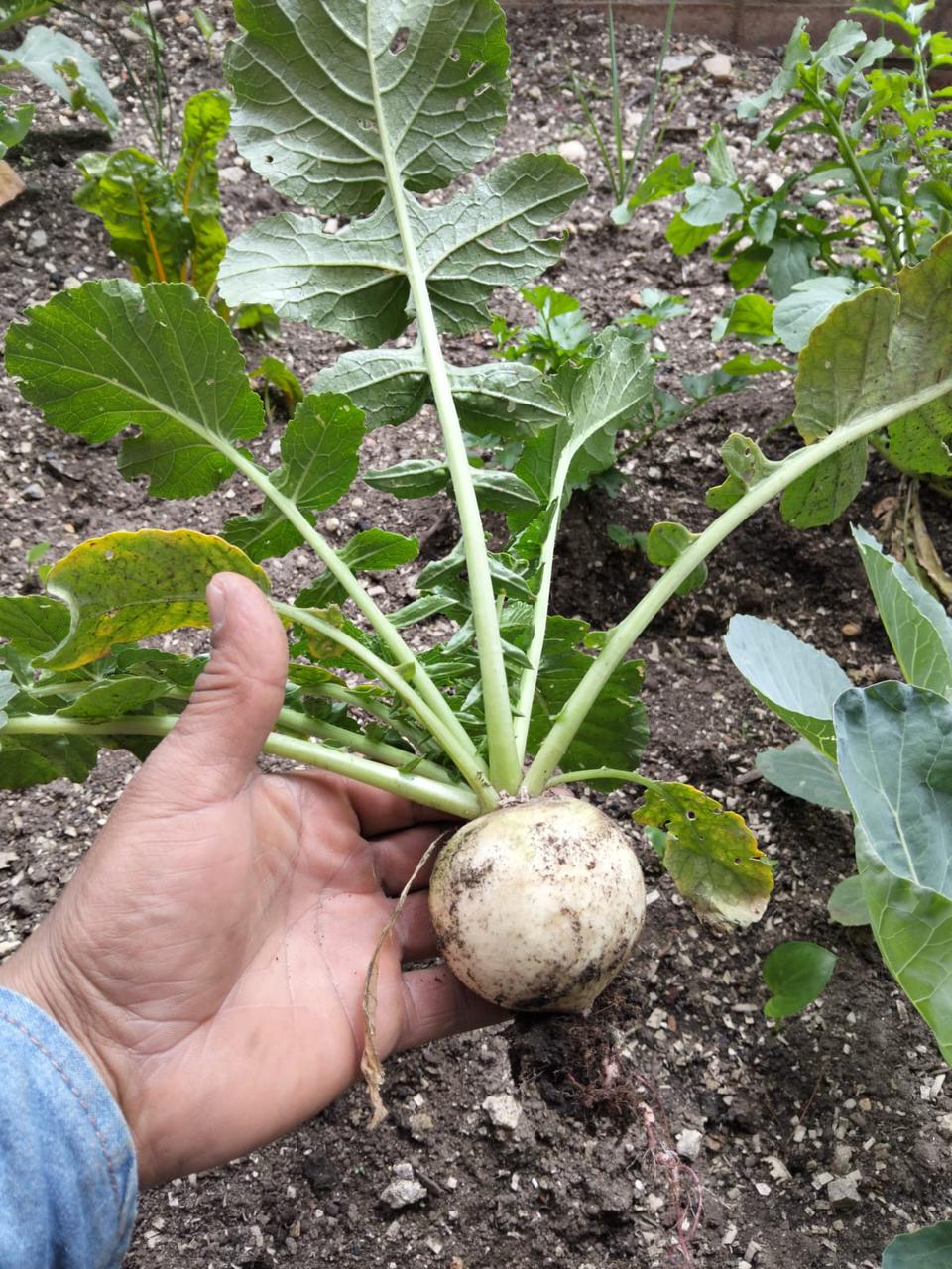 Foto de la huerta