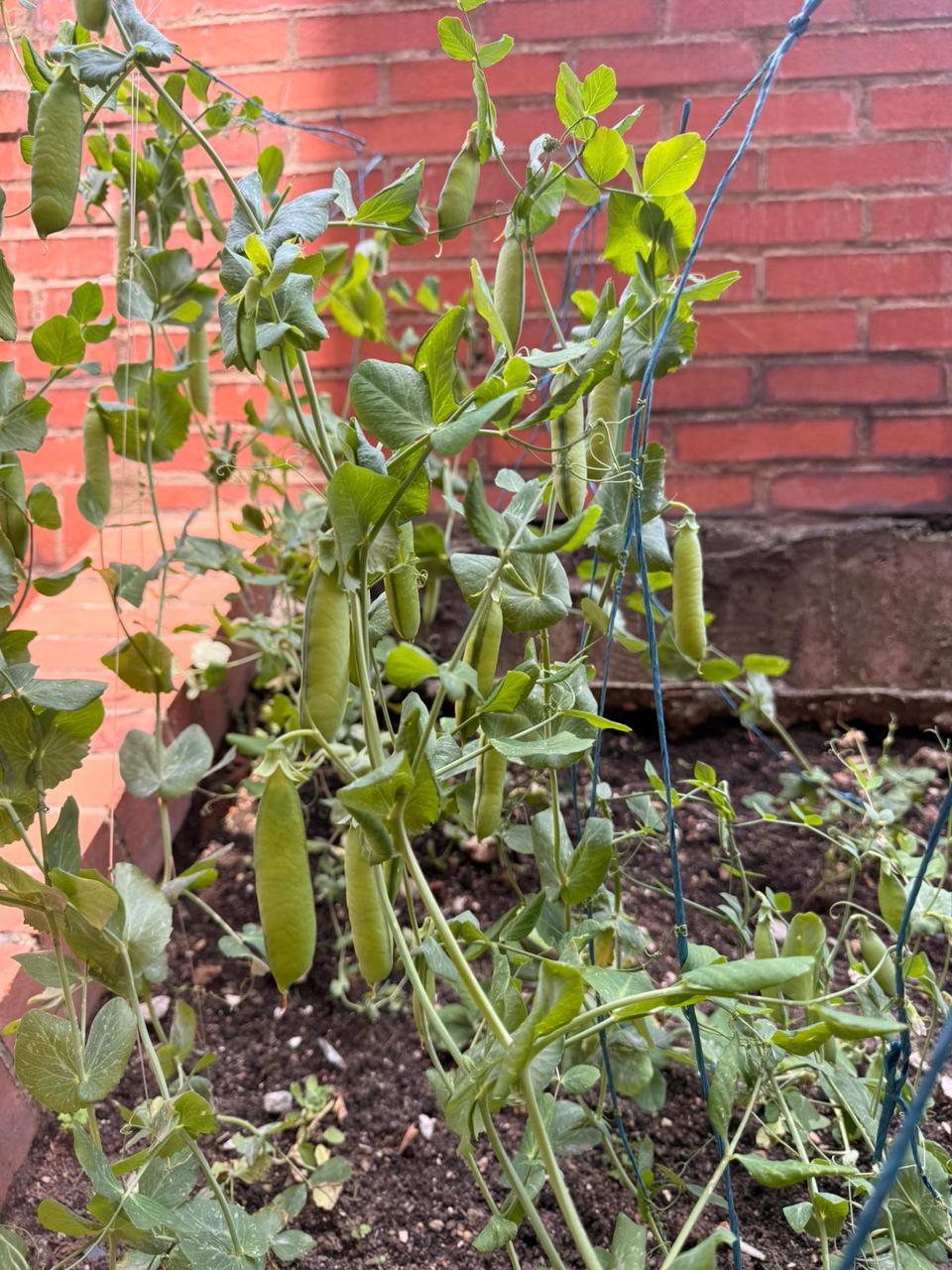 Foto de la huerta