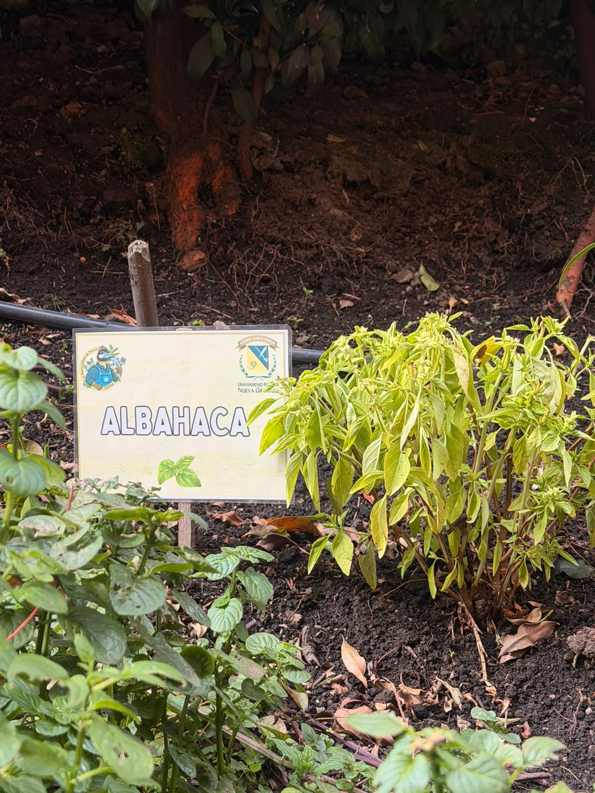 Albahaca