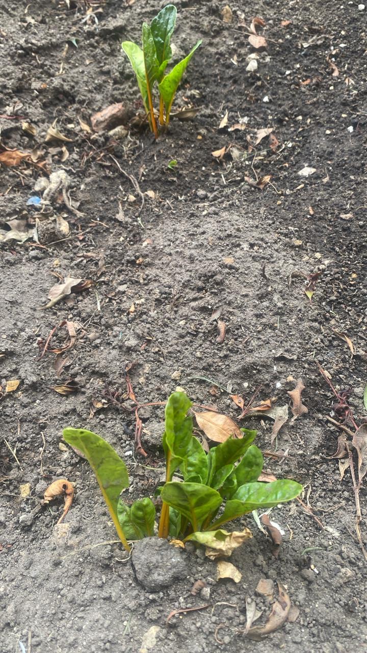 Espinaca