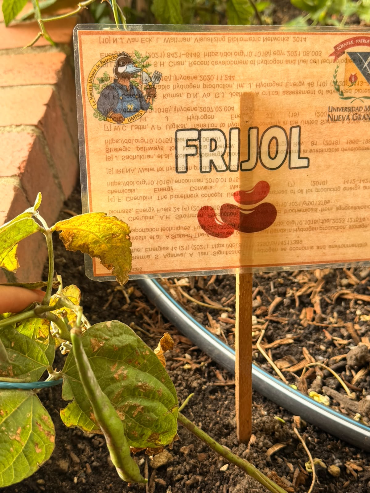 Frijol