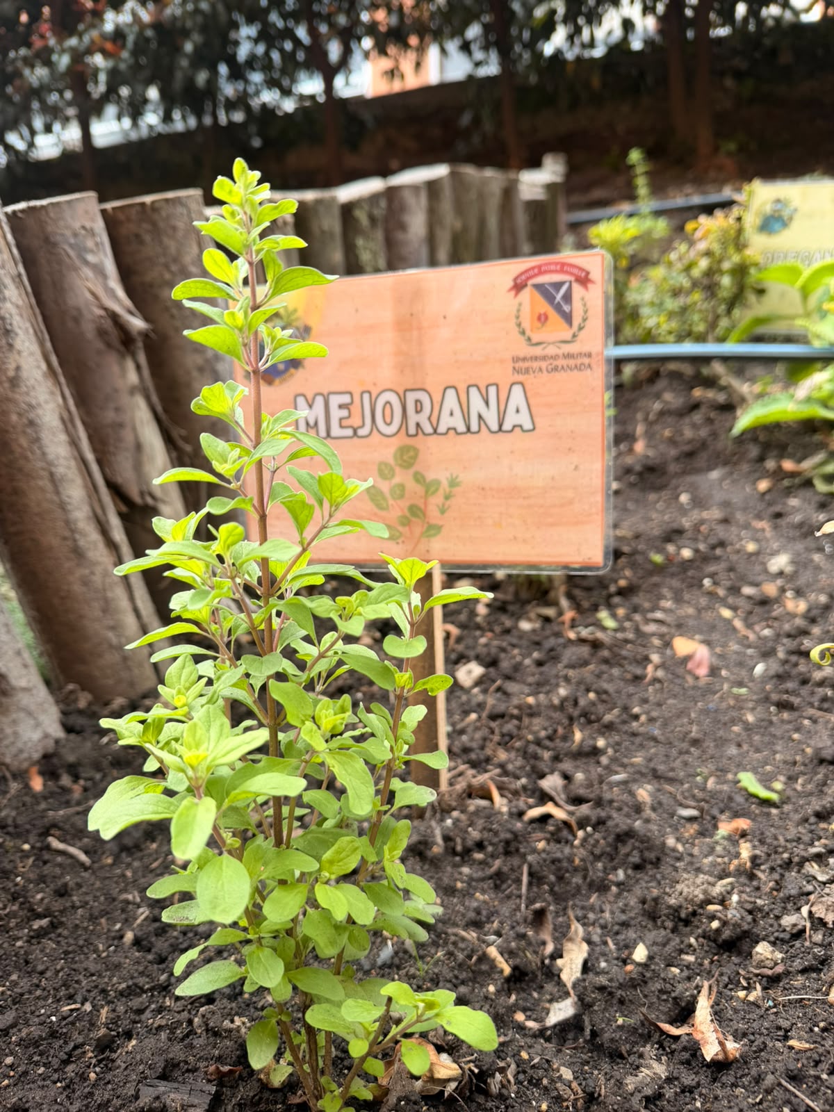 Mejorana