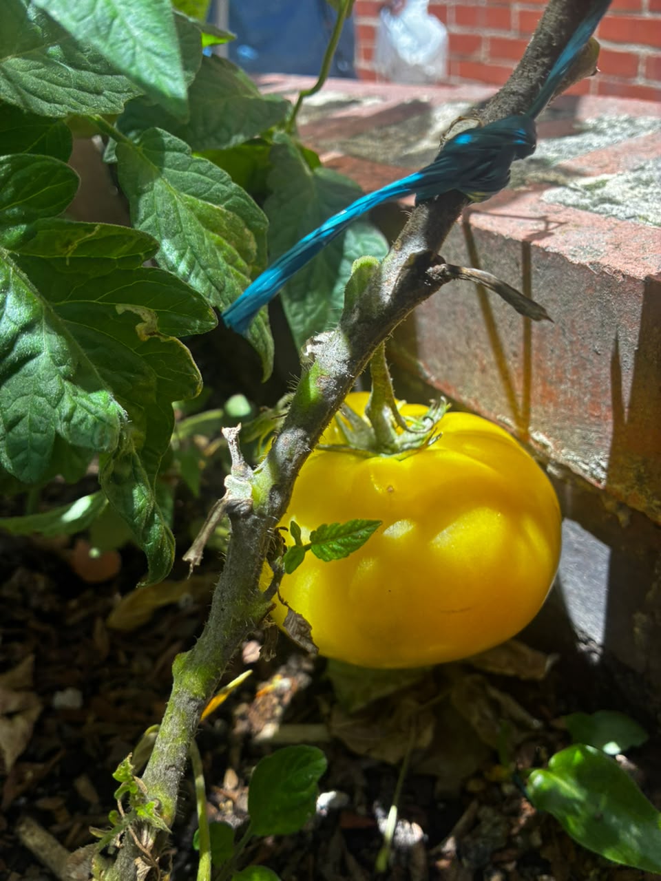 Tomate