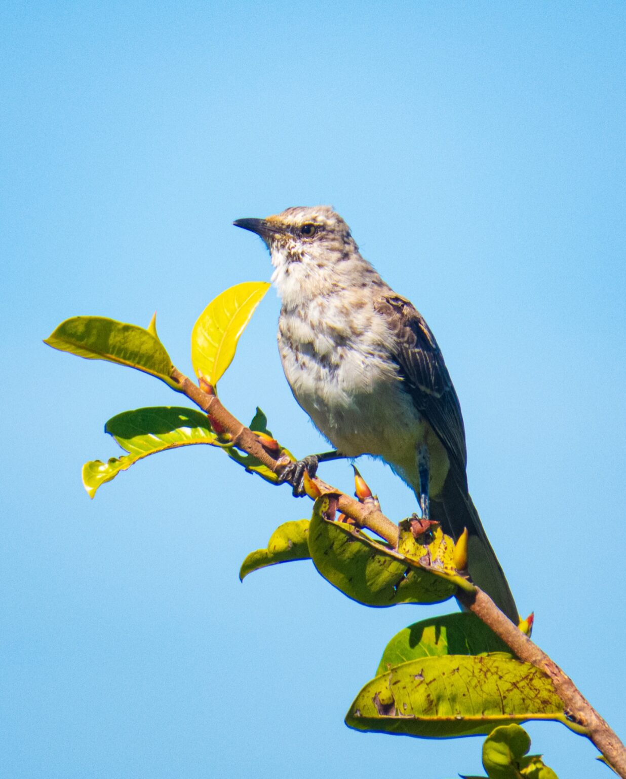 pajarito